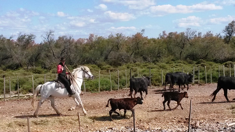 Rinderh�ter Gardian